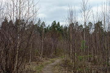 bare trees in early spring in the forest