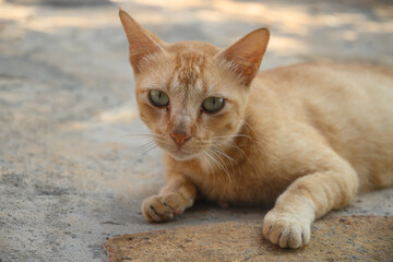 Homeless ginger cat lies with sore eyes on street. An abandoned animal on streets from Sri Lanka. Close up.