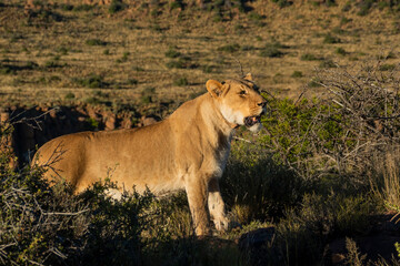 Lion (Panthera leo) in typical Karoo habitat. Western Cape. South Africa