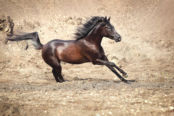 Fototapeta na wymiar Galoppierendes Pferd im Sand
