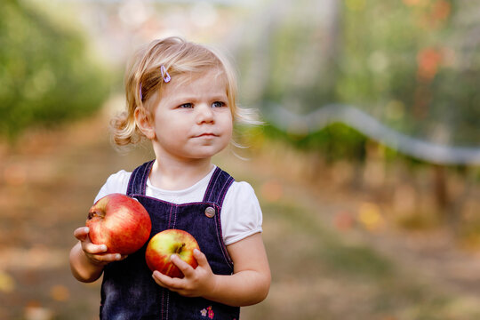 Portrait of little toddler girl with red apples in organic orchard. Adorable happy healthy baby child picking fresh ripe fruits from trees and having fun. Harvest season.