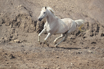 Galoppierendes Pferd im Sand