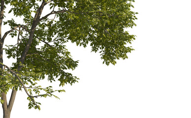 foreground tree branches on a transparent background