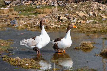 White ducks stand in a small lake. Domestic bird.