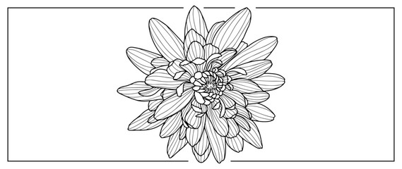 Black and white illustration of chrysanthemum for coloring books, backgrounds, covers, presentations, postcards