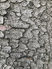 Fototapeta premium cracked tree bark, texture, abstract background