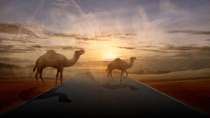 Camel crossing the street in the desert