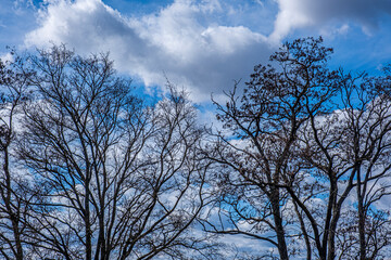 trees and blue sky