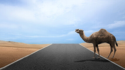 Camel crossing the street in the desert