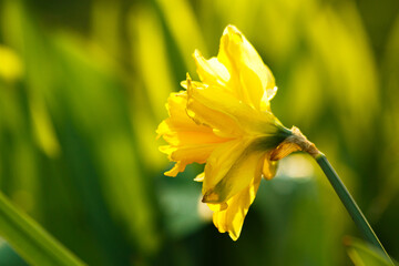 Yellow narcissus flowers blooming macro