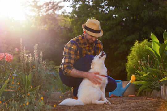 Smiling gardener in a casual clothes playing with white Samoyed puppy. Sunny backyard on the background. The concept of training pet and happy dog day