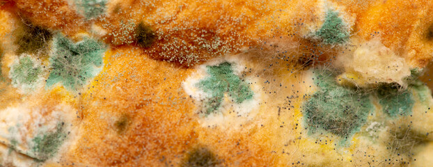 Obraz na płótnie Canvas Mold on bread close-up macro. Mold on food. Fluffy mold spores as a background or texture. Mold fungus. Abstract background with copy space.