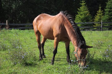 horse standing in high grass in sunset light, yellow and green background