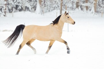 Plakat Pferd im Schnee