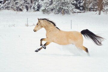 Naklejka na ściany i meble Pferd im Schnee