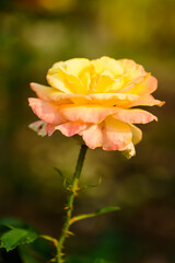 Close up of beautiful orange pink rose flower blooming in garden in spring nature background