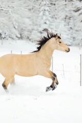 Naklejka na ściany i meble Pferd im Schnee