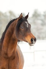 Fototapeta premium Pferd im Schnee