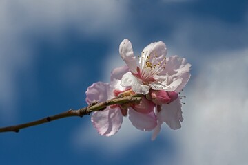 Mandelblüten
