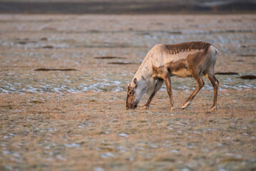 Sideview of a wild reindeer grazing in a meadow during morning in spring, South of Iceland