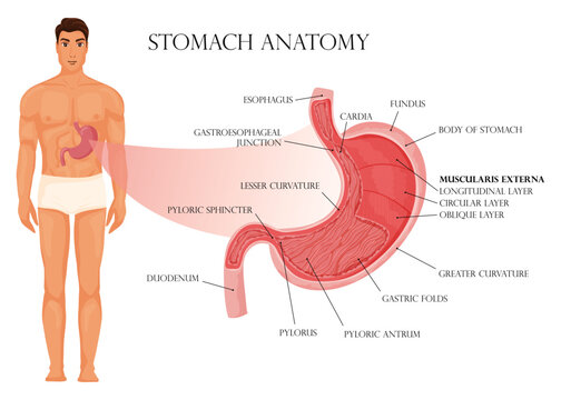 Stomach anatomy infographic with human body