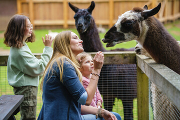 Two little girls and woman feeding fluffy furry alpacas lama. Happy excited children and mother feeds guanaco in a wildlife park. Family leisure and activity for vacations or weekend - obrazy, fototapety, plakaty
