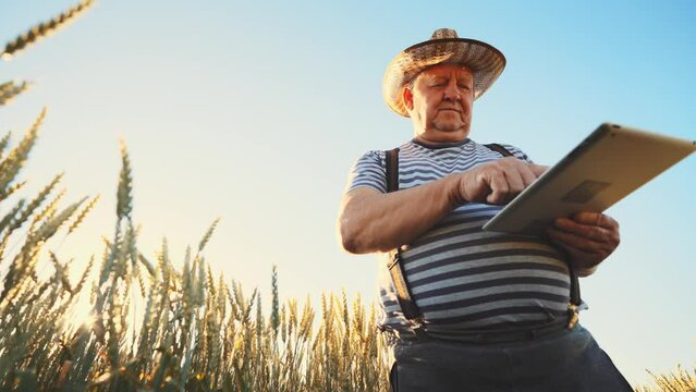 Successful elderly farmer staying in wheat field with digital tablet and happy looking into camera. Man wearing cowboy hat. Farmland with agricultural crops. Sunny summer day on outdoor nature.