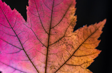 Naklejka na ściany i meble Dry autumn leaf close-up.