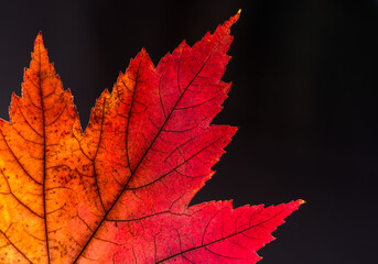 Red and yellow autumn leaf close-up on a black background.