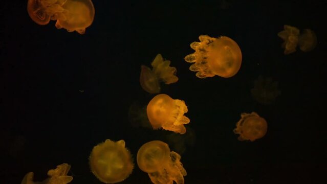 Group of pink fluorescent jellyfish swimming underwater in colorful neon light in aquarium. The Lychnorhiza lucerna marble jellyfish in dark water, ocean. Theriology, tourism, diving, undersea life.