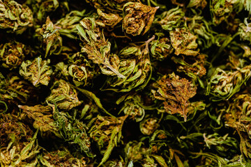 Aerial view of bunch of cbd, thc flowers.
Illegal plant, legal medicinal, medicinal use, green flowers.
no smoking