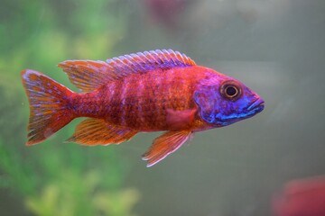 Aulonocara Red © Jürgen Hust