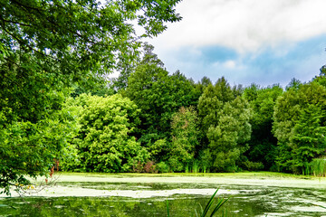 Beautiful grass swamp reed growing on shore reservoir in countryside