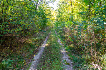 Photography on theme beautiful footpath in wild foliage woodland