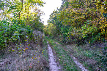 Photography on theme beautiful footpath in wild foliage woodland