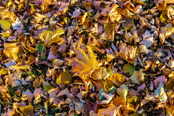 Photo on theme autumn abstract background of maple leaves falling on surface