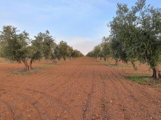 Olivar viejo Castilla la mancha.