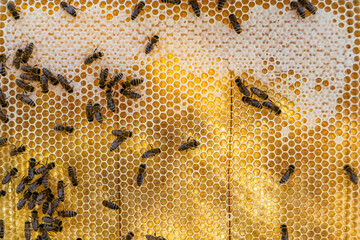 Abstract hexagon structure is honeycomb from bee hive filled