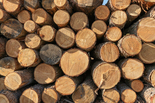 Bauen mit Holz aus nachhaltigen, kontrollierten Wäldern