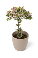 Pink flowering Thryptomene Shrub in a flower pot isolated on white background