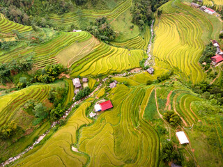  Paddy rice terraces with ripe yellow rice. Agricultural fields in countryside area of Hoang Su Phi, Ha Giang province, Vietnam. Mountain hills valley in Asia, Vietnam. Nature landscape background