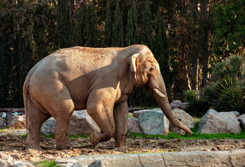 Fototapeta na wymiar A large elephant in a wildlife park in Izmir, Turkey.