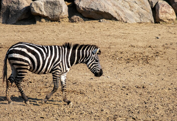 Fototapeta na wymiar Zebra walks on the savannah. Animals theme. Copy space.