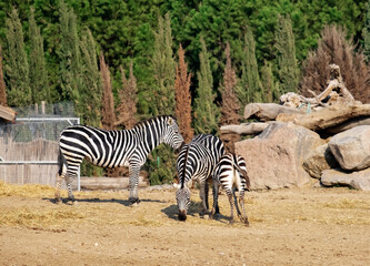 Fototapeta na wymiar A herd of zebras walk in the paddock of a wildlife park in Izmir, Turkey.