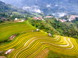 Fototapeta premium Paddy rice terraces with ripe yellow rice. Agricultural fields in countryside area of Hoang Su Phi, Ha Giang province, Vietnam. Mountain hills valley in Asia, Vietnam. Nature landscape background
