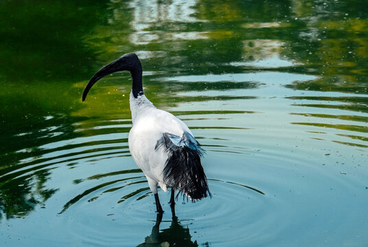 A white graceful ibis bird on the pond. Birdwatching. Natural wallpaper.