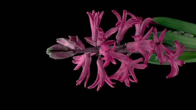 Spring flowers Hyacinth opening. Blooming of beautiful flowers on black background. Timelapse. Demonstrating the colors of 2023 - Viva magenta. Vertical video