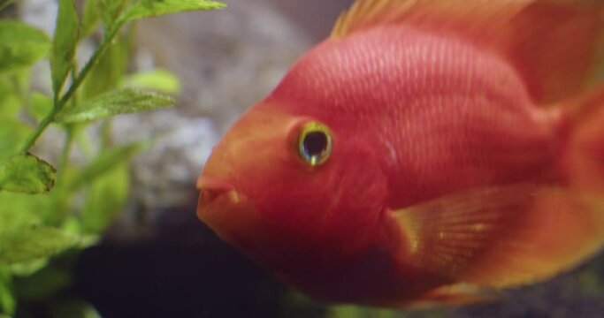 Close Up Of Blood Parrot Cichlid With Bright Orange Scales And Fins In An Aquarium.