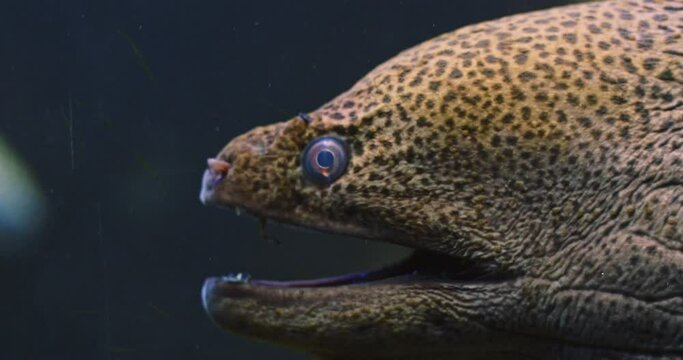 Bluestreak Cleaner Wrasse Swimming Around The Head Of Giant Moray Eel In An Aquarium. - close up
