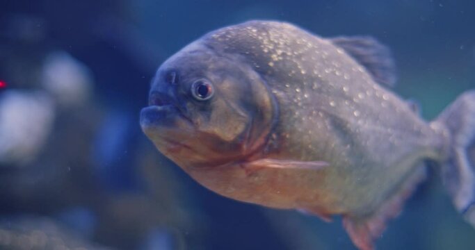 Closeup Of Red-bellied Piranha (Pygocentrus Nattereri) In An Aquarium.